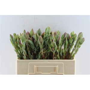Leucad Discolor Spray