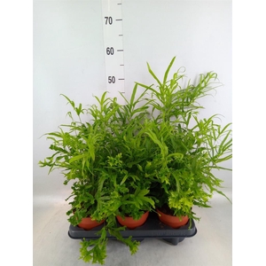 Pteris cretica 'Roeweri'