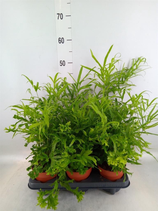 <h4>Pteris cretica 'Roeweri'</h4>