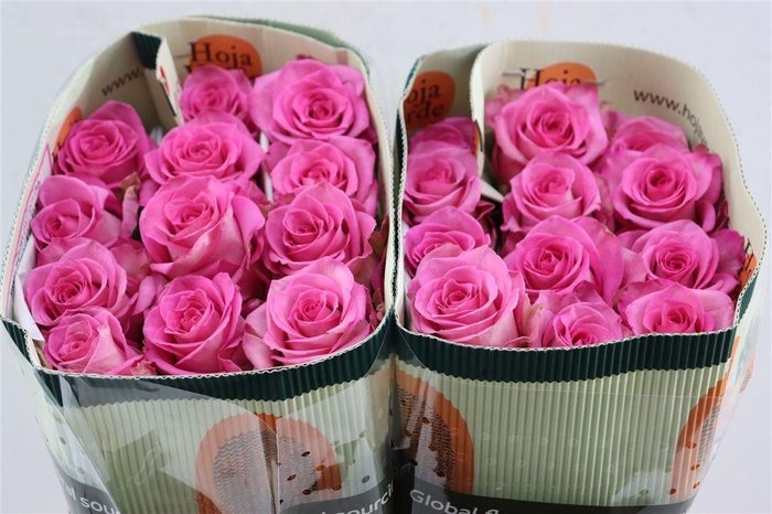 <h4>R Gr Sweet Memory+</h4>