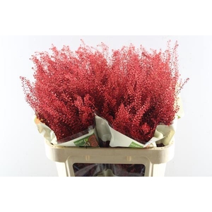 Deco Gr Thlaspi Gr Rood