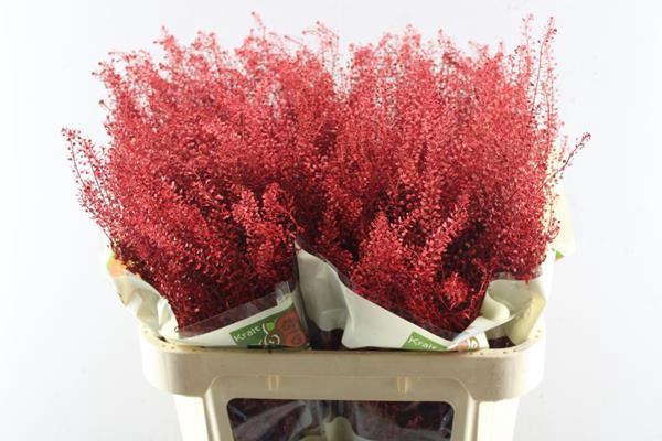 <h4>Deco Gr Thlaspi Gr Rood</h4>