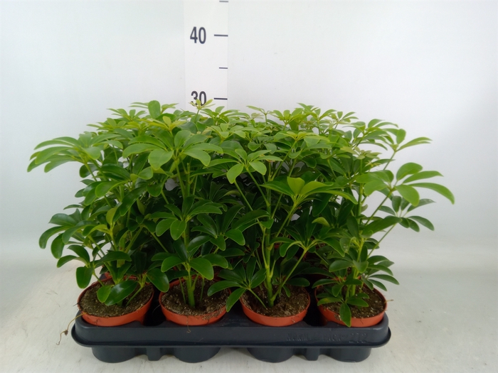 <h4>Schefflera arbor. 'Luseana'</h4>