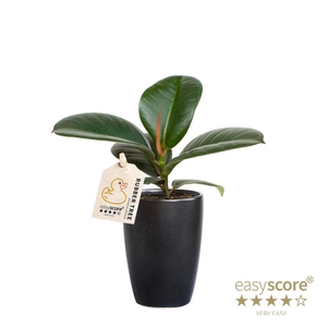 FICUS ELASTICA P7 SOFIA CLASSIC BLACK