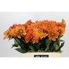 Dahlia Dr Phil