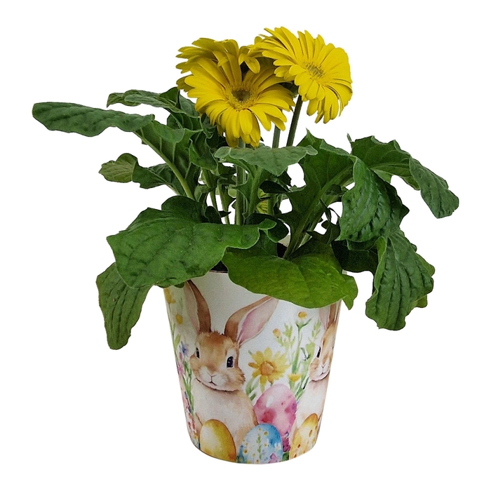 <h4>Gerbera Geel tinten 2+ bl12cm in Paas beker</h4>