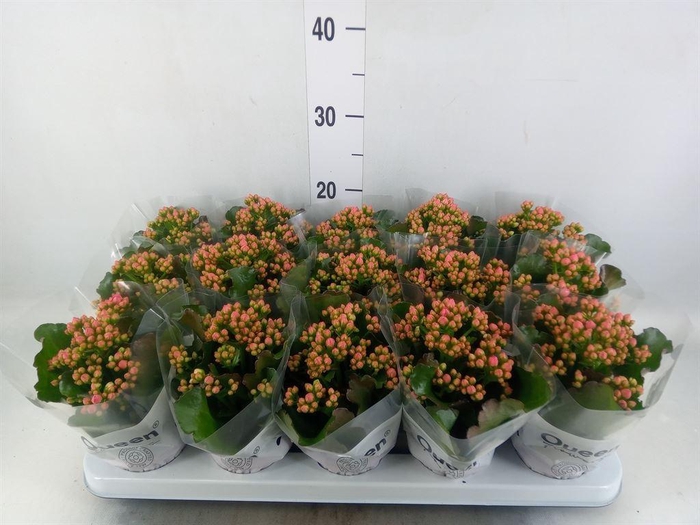<h4>Kalanchoe  'Rose Flowers Audrey'</h4>