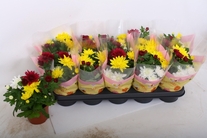 <h4>CHRYS GEM IN POT</h4>