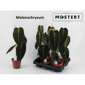 PHIL MELANOCHRYSUM