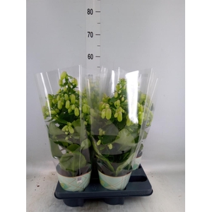 Kalanchoe  'Magic Bell'