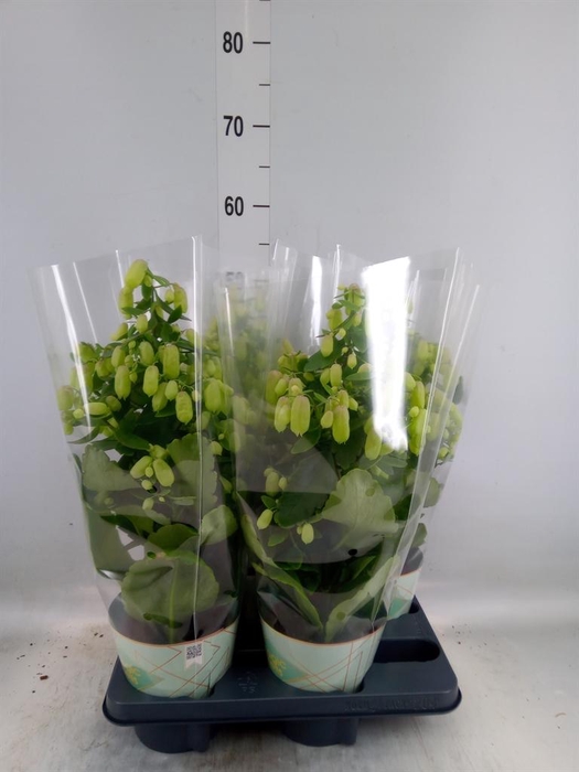<h4>Kalanchoe  'Magic Bell'</h4>