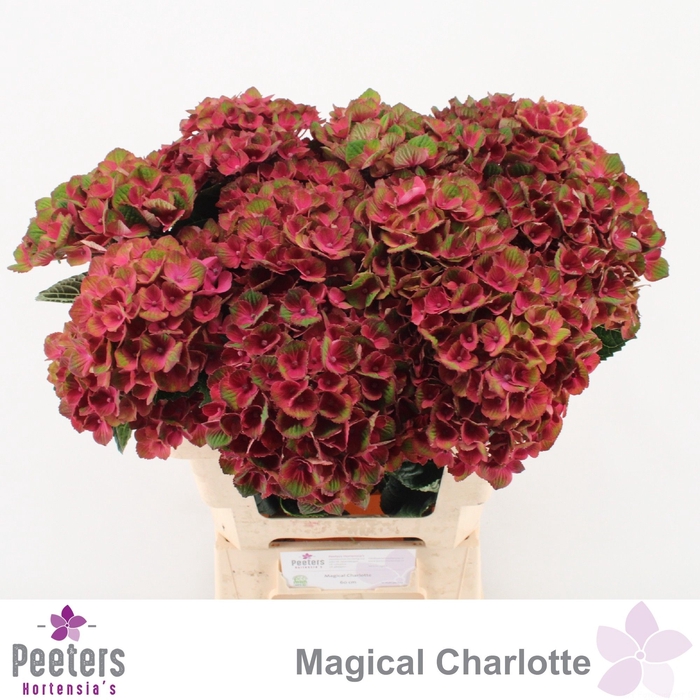 <h4>HYDR M MAG CHARLOTTE</h4>
