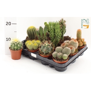 Cactus   ...mix