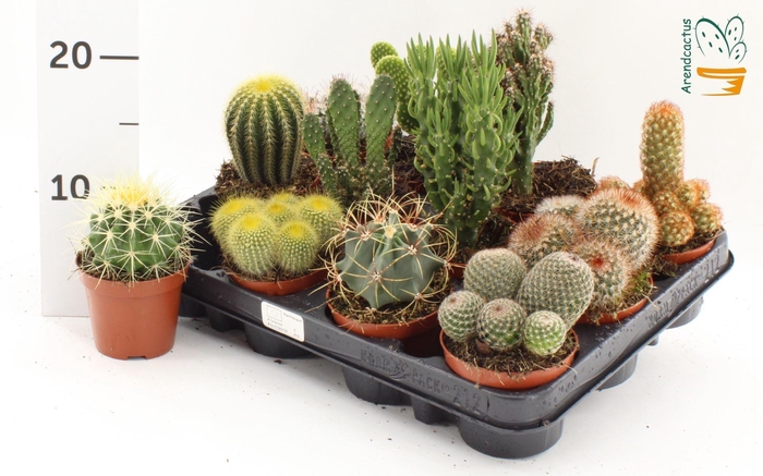 <h4>Cactus   ...mix</h4>