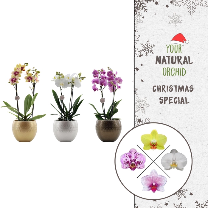 <h4>Christmas | 2 spike Flower Symphony mix | Lisa Deluxe</h4>