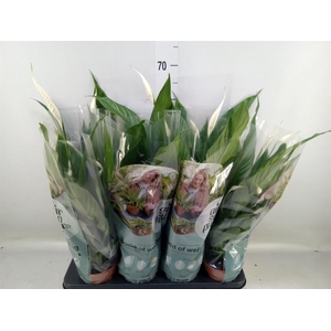 Spathiphyllum  'Sweet Chico'