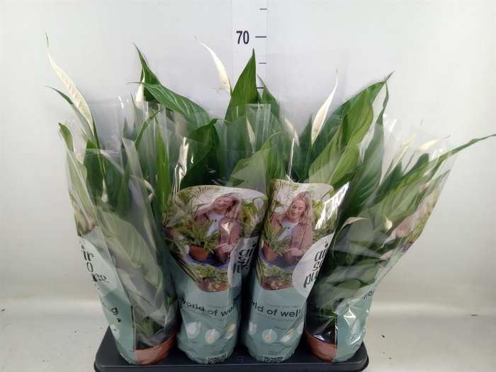 <h4>Spathiphyllum 'Sweet Chico'</h4>