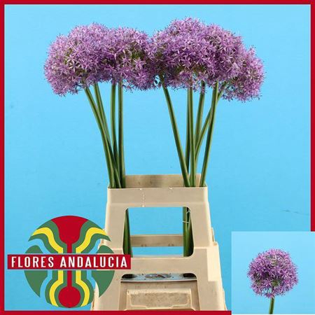 <h4>Allium Globemaster</h4>