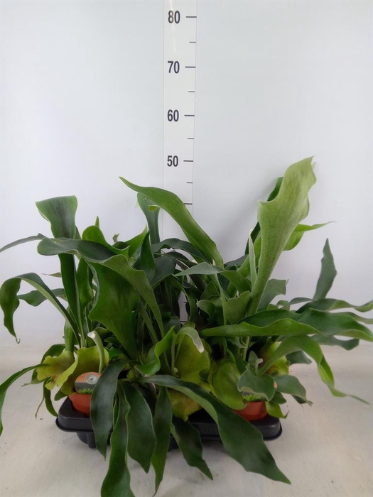 <h4>Platycerium bifurc.</h4>