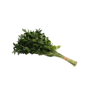 Ruscus Hypophyllum 70