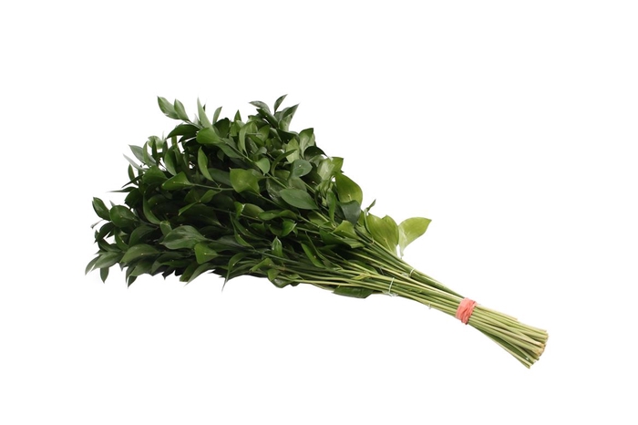 <h4>Ruscus Hypophyllum 70</h4>