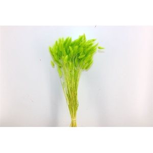 Dried Lagurus Apple Green Bunch Poly