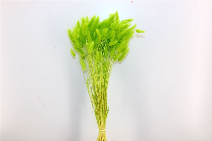 Dried Lagurus Apple Green Bunch Poly