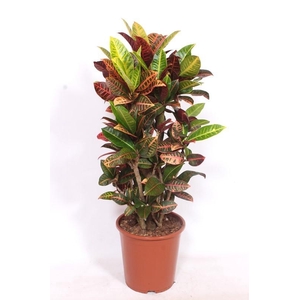 Codiaeum Petra (Croton)