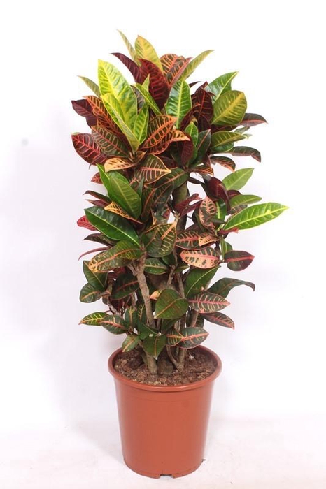 <h4>Codiaeum Petra (Croton)</h4>