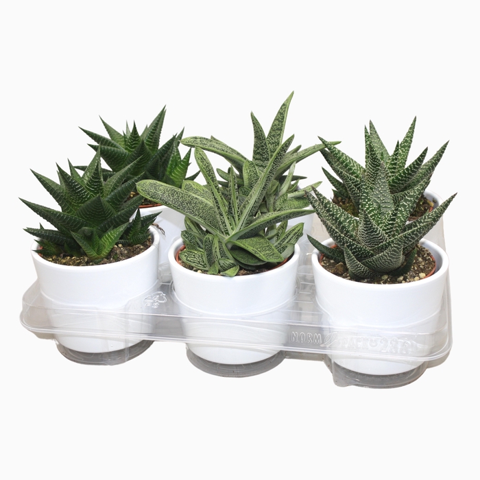 <h4>Aloe Gemengd Keramiek Wit</h4>