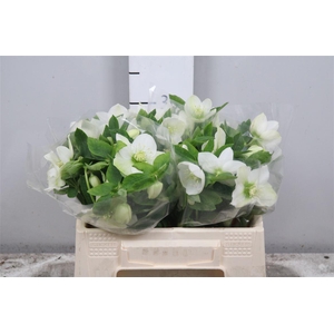 Hell Or Queens White (x20)