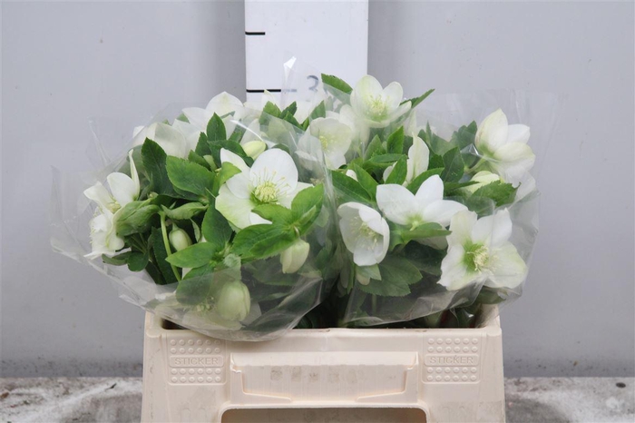 <h4>Hell Or Queens White (x20)</h4>