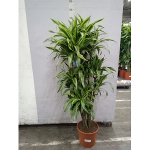 Dracaena fr de 'LemonLime'