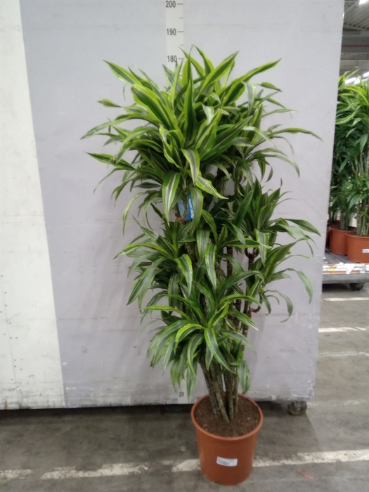 <h4>Dracaena fr de 'LemonLime'</h4>