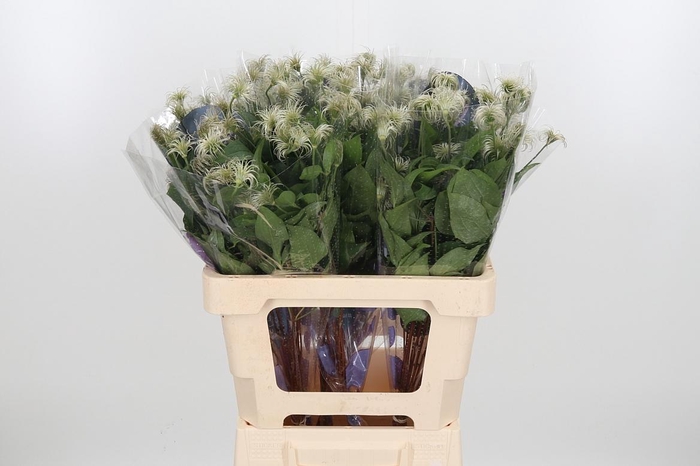 <h4>Clem Amazing Kibo</h4>