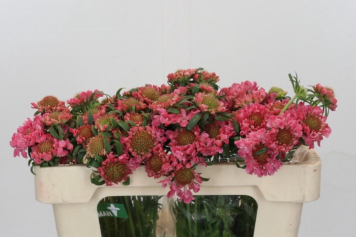 <h4>Scabiosa Scoop Candy</h4>