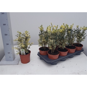 Buxus sempervirens 'Elegans' 20cm struik