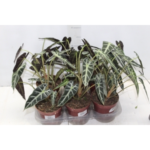 ALOCASIA PICOLLINI P12