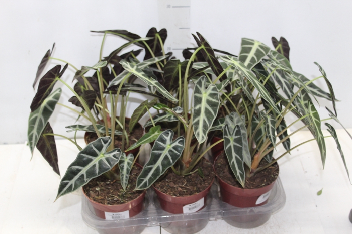 <h4>ALOCASIA PICOLLINI P12</h4>