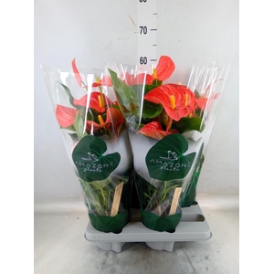 Anthurium andr. 'Florida'