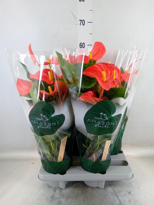 <h4>Anthurium andr. 'Florida'</h4>