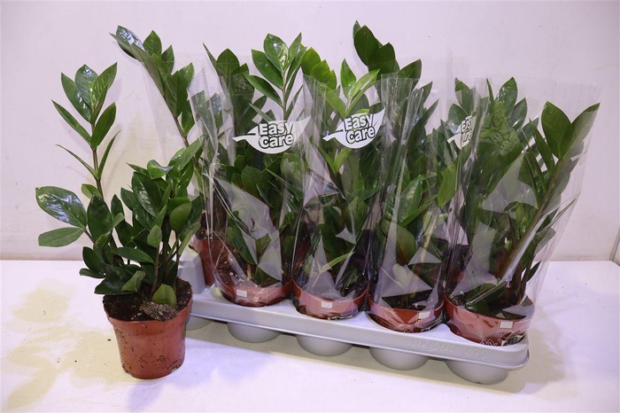 <h4>Zamio Zamiifolia</h4>