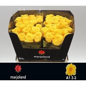 R GR PALMARES! JONG GEWAS 3-3 A1