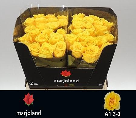 <h4>R GR PALMARES! JONG GEWAS 3-3 A1</h4>