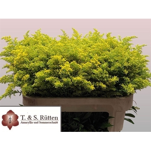 Solidago Tara