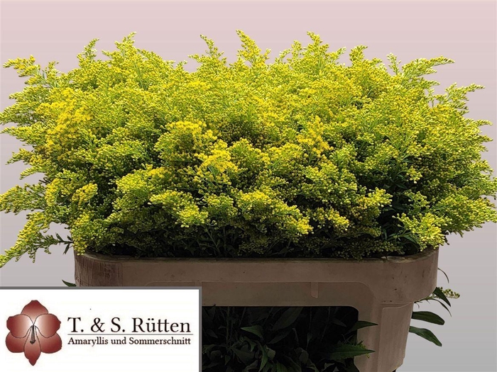 <h4>Solidago Tara</h4>