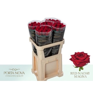 Rosa large red naomi! Magna Porta Nova
