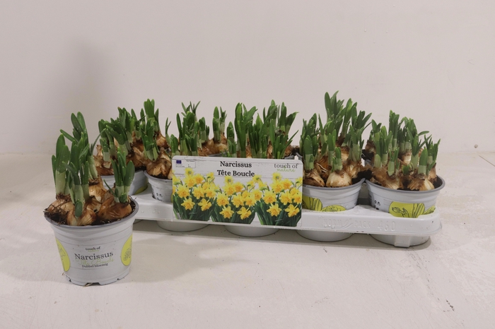 <h4>NARC D TETE BOUCLE</h4>