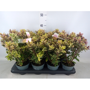 Hebe  'Tricolor'