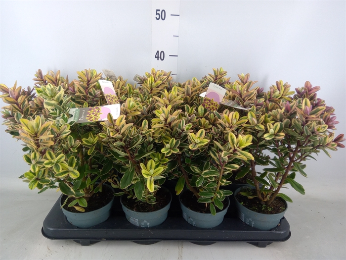 <h4>Hebe  'Tricolor'</h4>